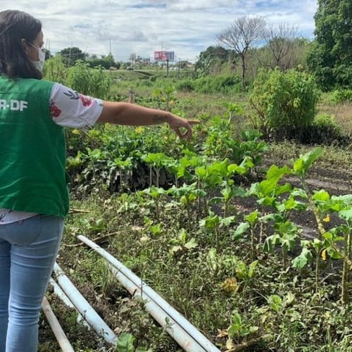 Concurso Emater DF (Foto: Divulgação Emater DF)